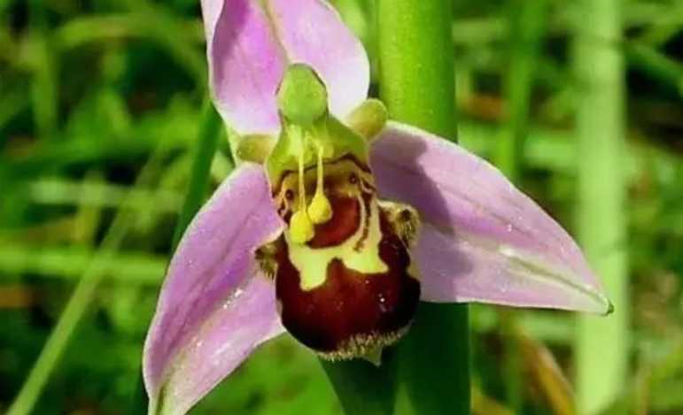 The Fascinating Bee Orchid: Nature's Master of Deception