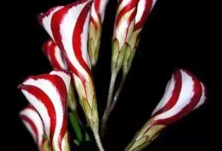 The Mesmerizing Candy Cane Sorrel: A Botanical Delight with a Twist