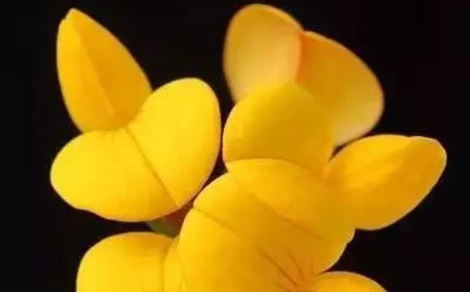 The Alluring Lotus - Pedicel Flower: A Botanical Gem with Surprising Versatility