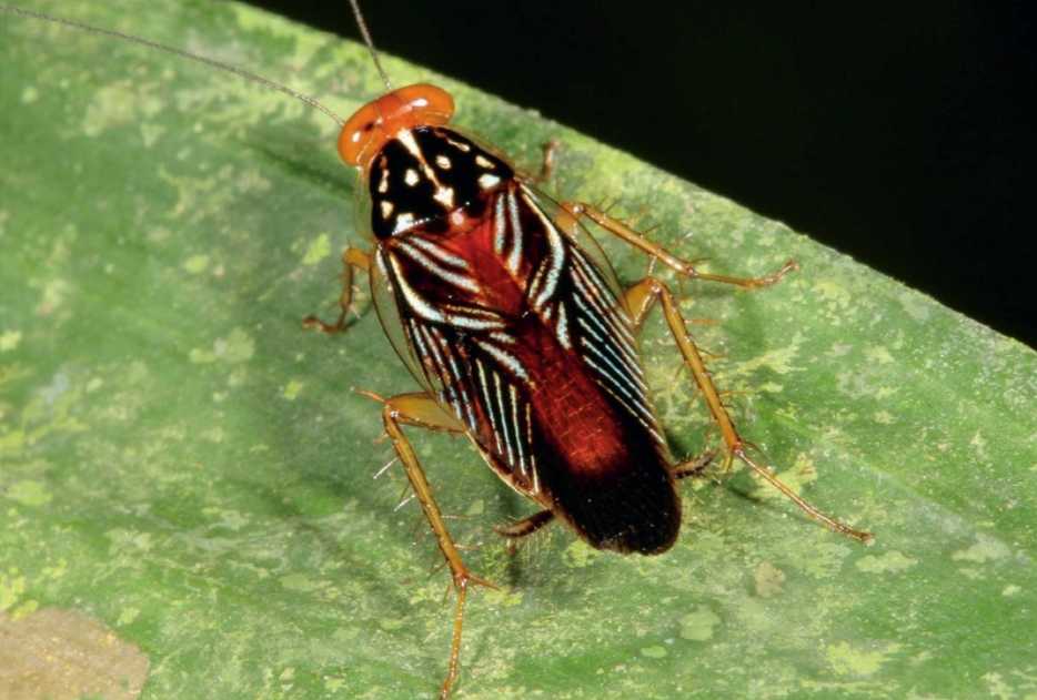 Euphyllodromia sp.: Central America's Colorful Cockroach Mimics Bees with Dazzling Deception