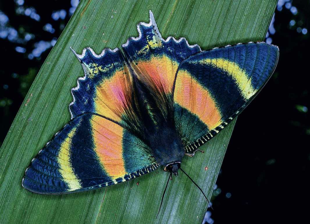 Alcides metaurus: Australia's Butterfly-Mimicking Moth Swarms Tropical Rainforests