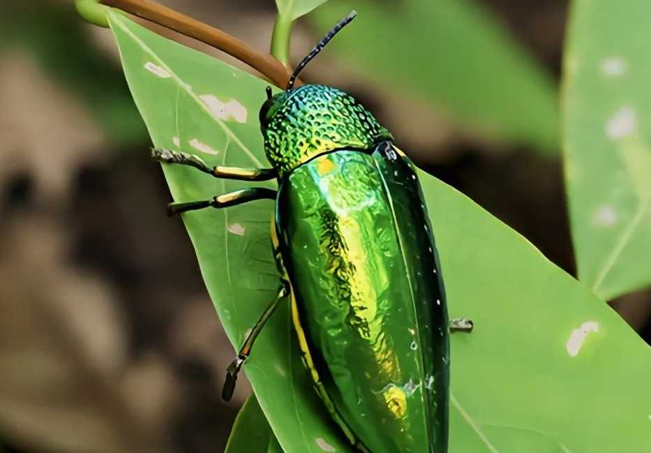 The Jewel Beetles (Buprestidae): Nature's Iridescent Gems