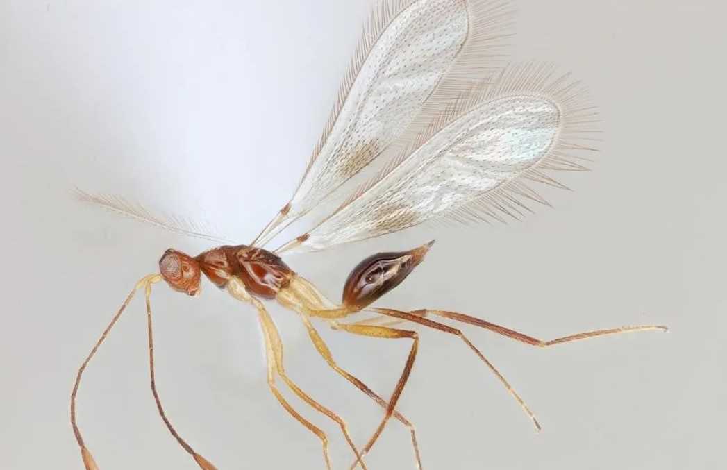 Fairyflies: The World's Tiniest Insects with a Mighty Role in Pest Control