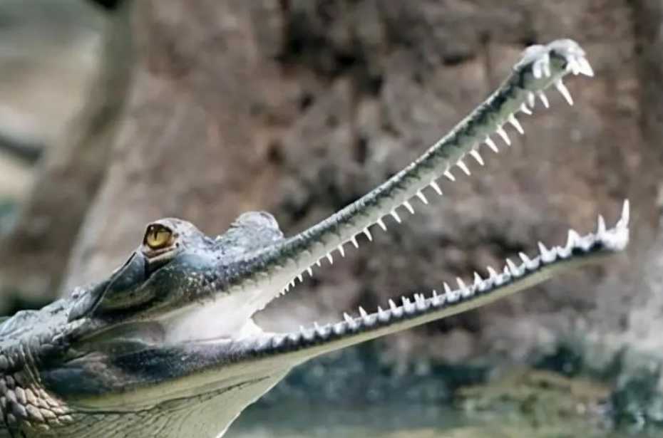 The Ganges Crocodile: One of the World's Largest Crocodiles with a Needle - Sharp Snout