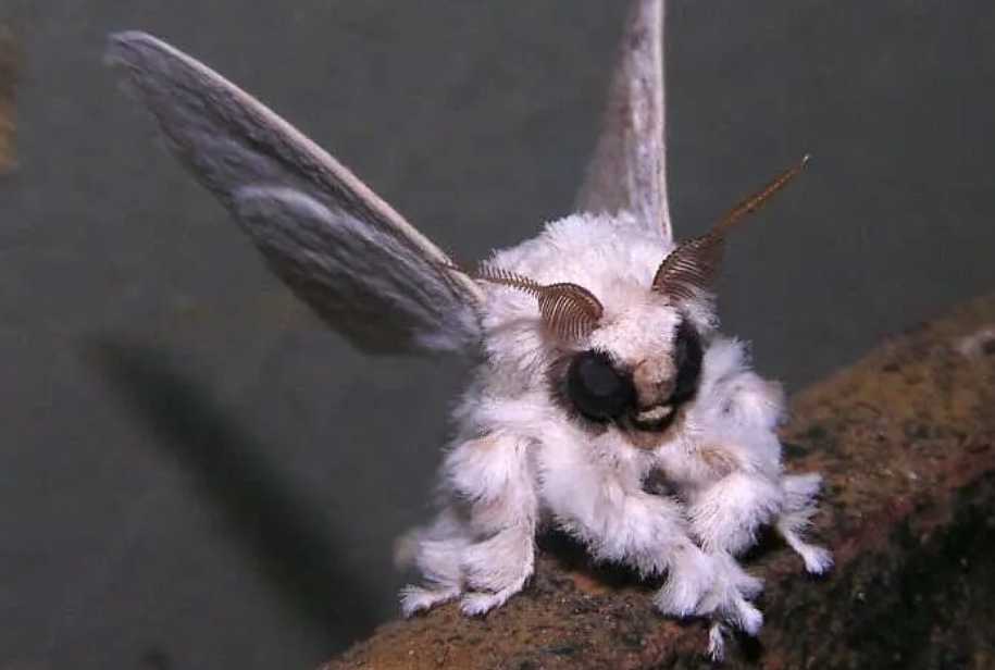 Mysterious 'Poodle Moth' Captivates Scientists After 2009 Venezuelan Discovery